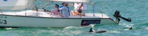 Sailing alongside dolphins